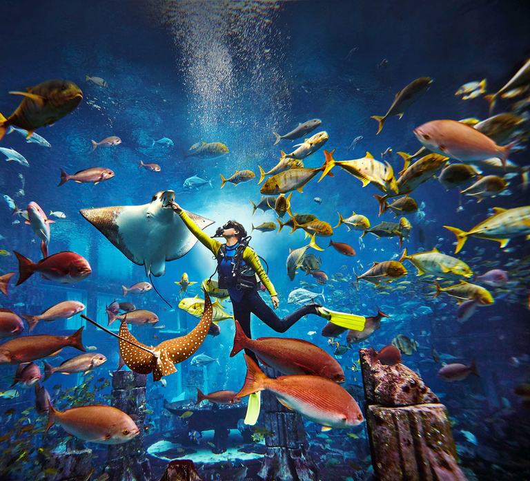 Lost World Aquarium: Diving Experiences