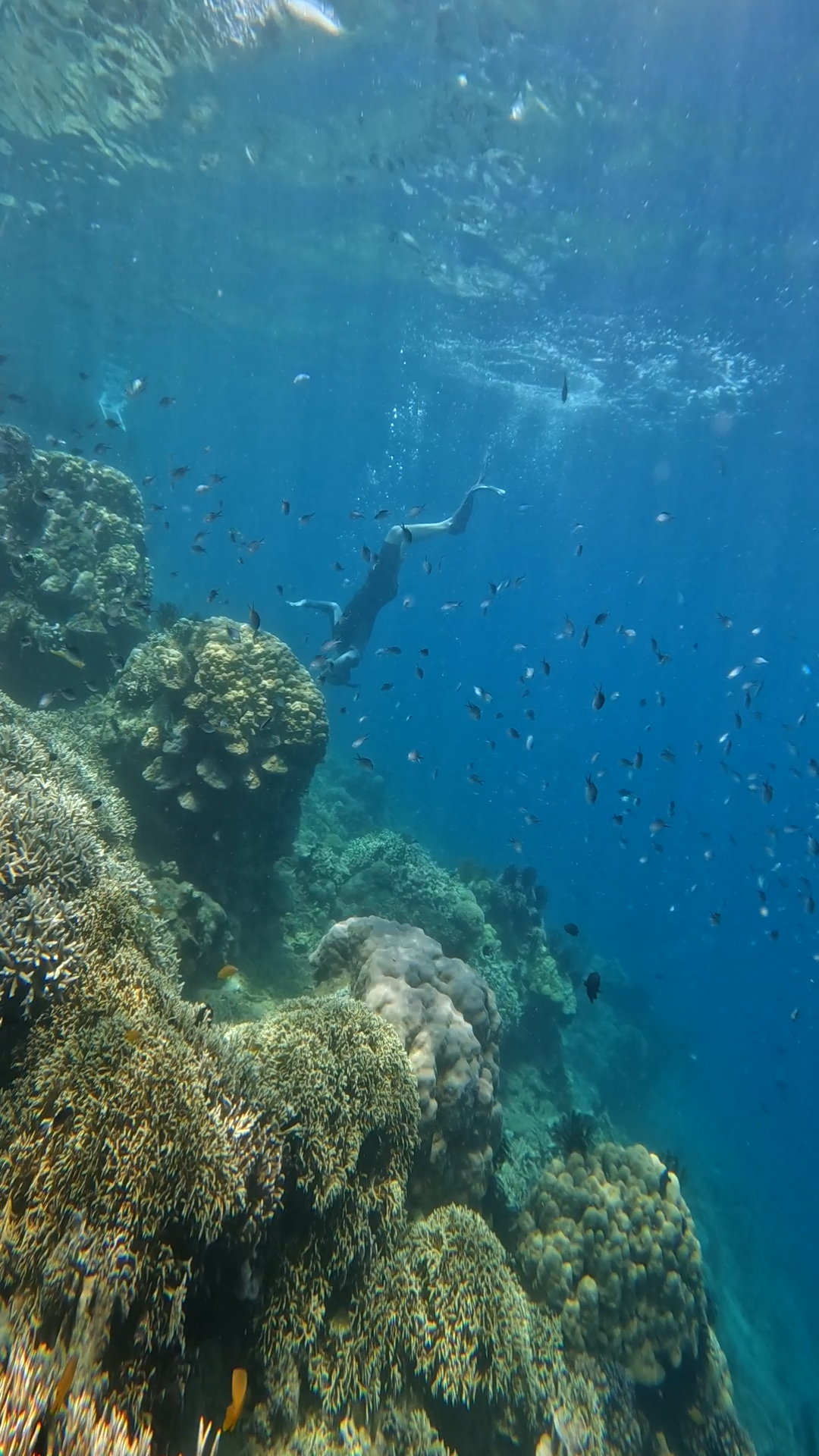 Secrate Island Private Snorkling Tour in lombok with go pro