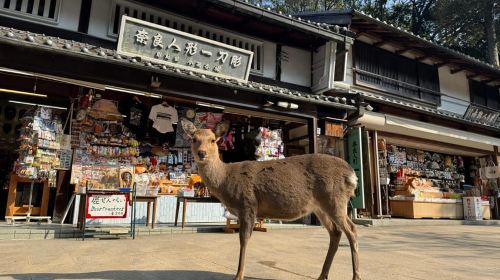 Private Nara Tour & Sake Tasting (Departing from Kyoto/Nara)