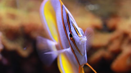 Aquarium of Lyon