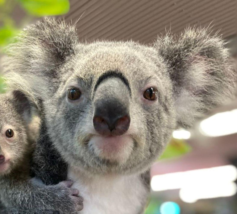 Cairns Koalas and Creatures Entry Ticket with Koala Photo