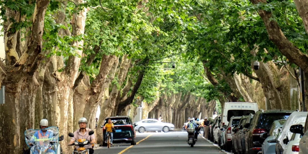 Shanghai Private French Concession Tour: Alley to Mansion