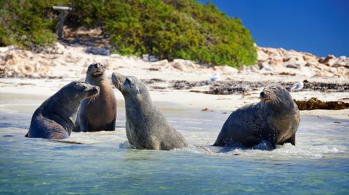 Dolphin, Sea Lion and Penguin Island Cruise