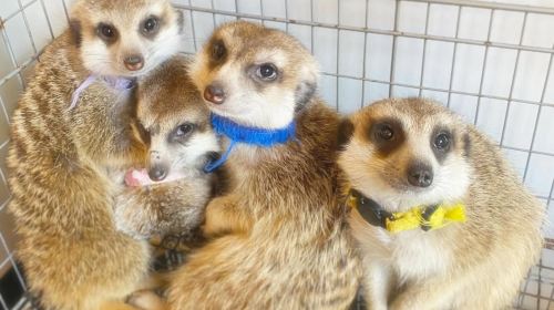 [Meerkat Café Googoo] Meerkat Café Googoo Package (includes drinks and meerkat snacks)