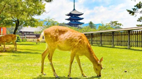Osaka: Nara and Uji Day Trip with Deer Park and Hot Spring