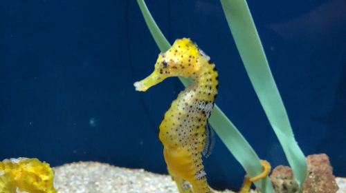 Acuario do Grove