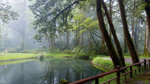Alishan day tour – Tianchang-Dijiu & Alishan Forest Railway & tea-picking experience