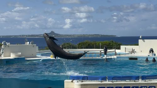 [Multiple Departures · Top Seller] Okinawa North One-Day Tour: Churaumi Aquarium + Cape Manzamo + Kouri Island Day Tours