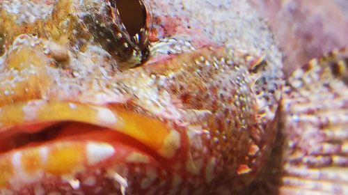 Lanzarote Aquarium: Skip The Line Ticket Senior