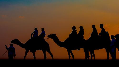 Sunset Camel Trekking, Falcon Show & VIP BBQ Dinner Day Tours