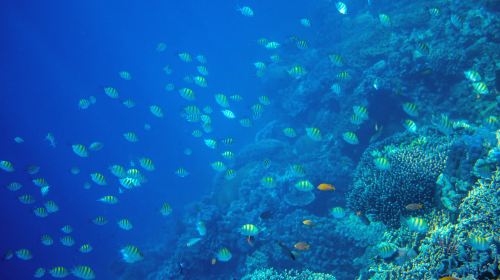 Oslob Cebu Whale Shark Watching + Moalboal Sardines Snorkeling Day Tour