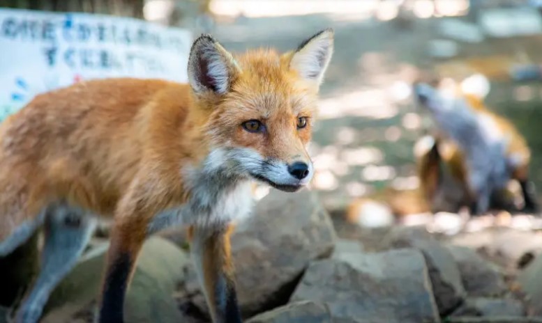 Miyagi Zao Fox Village & Ginzan Onsen Day Tour