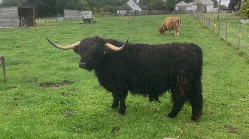 From Inverness to Loch Ness , Cawdor Castle , Culloden and more Day Tours