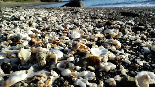 Shell Collecting Workshop Experience at Minamiboso City Tourist Information Center