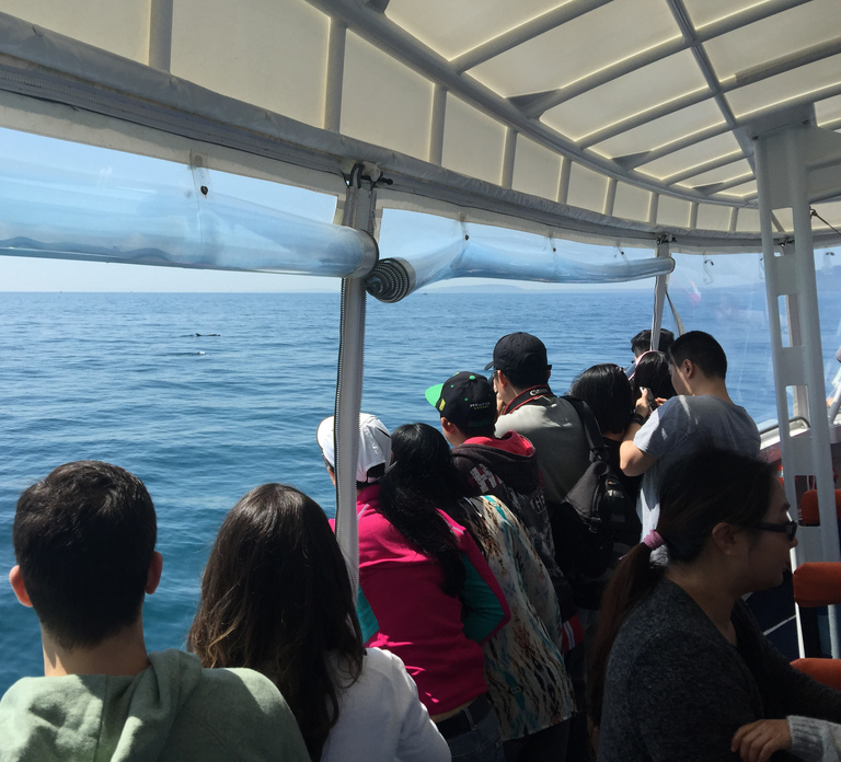Sorrento,Mornington Peninsula: Wildlife & Sightseeing Cruise