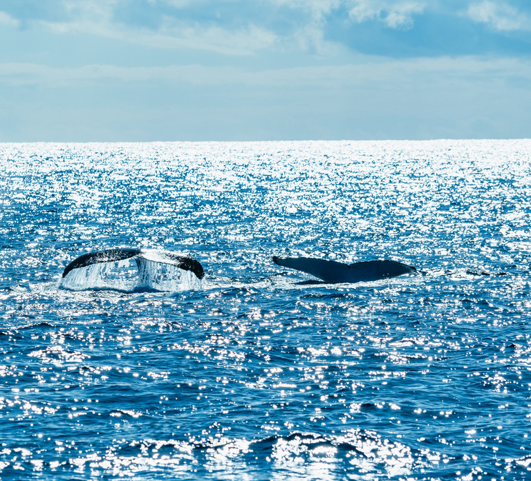 Spirit of Gold Coast 2.5-Hour Whale Watching Tour