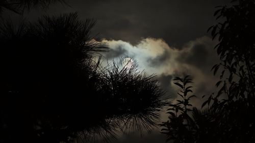 Kyoto Ghost Tour: Dark Tales, Urban Legends, Bamboo Forest Night Day Tours
