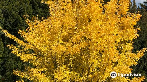 Arboretum de Versailles-Chevreloup