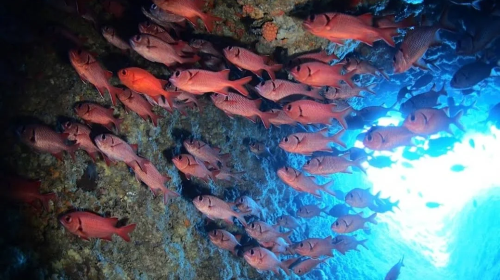 Okinawa Blue Caves, Japan