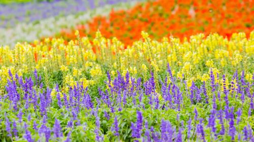 1-Day Flower Viewing Tour from Sapporo: Biei, Shikisai-no-Oka & Shirogane Blue Pond
