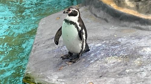 Cologne Zoological Garden