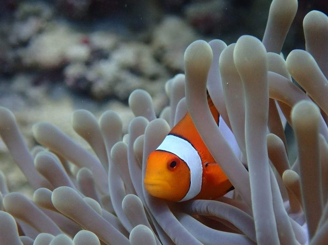 Snorkling tour in gili air island Lombok