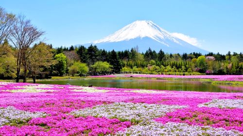 [Popular Scenic Spots] Day Trip to Popular Instagrammable Spots near Mt. Fuji, Sky Ladder Town, Lake Kawaguchi Day Tours