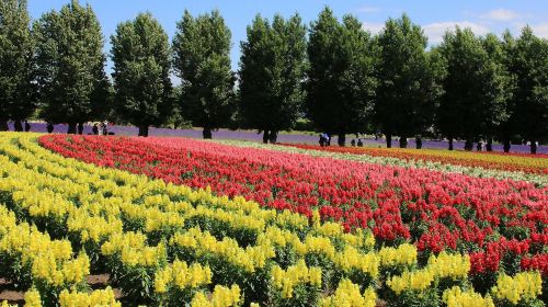 [Departure Guaranteed] Departing from Sapporo 'Biei & Shirogane Blue Pond (Aoiike): Hokkaido's Natural Mystery & 90-minute stay at Farm Tomita in Furano' | Tour by Japanese Travel Agency Day Tours