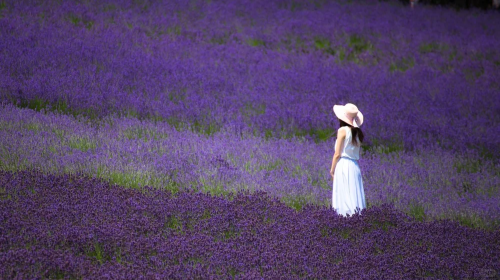 Popular 1-day tour to Biei and Furano in Hokkaido - Farm Tomita + Shirogane Blue Pond (Aoiike) + Shirahige Waterfall