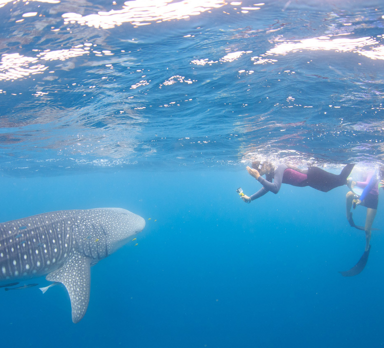Coral Bay: Ningaloo Reef Swim and Snorkel with Whale Sharks