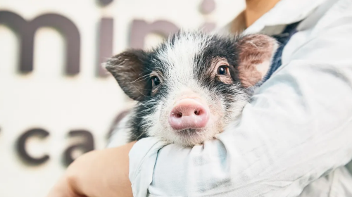 Popular and therapeutic piglet cafe interaction experience