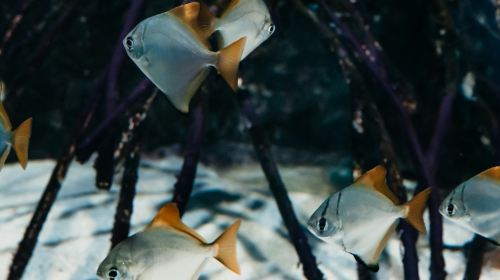 Aquarium du Grand Lyon: Entry Ticket Infant