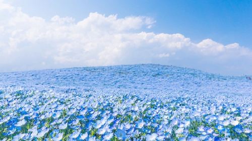 Ibaraki flower fields + Oarai sea torii + seafood market + seaside park 1-day tour: Depart from Tokyo