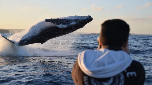 Sydney Whale Watching Cruise Half Day Tour