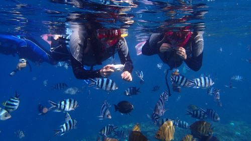 4-Hour Blue Cave Scuba Diving/Snorkeling Experience in Naha, Japan – Naha/Chatan Pickup & Drop-off
