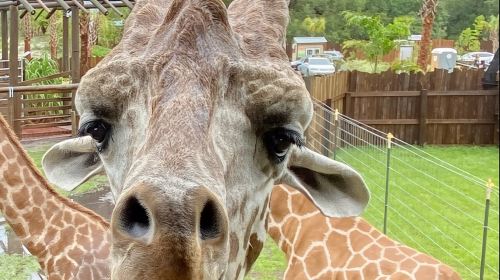 Wild Florida Drive-Thru Safari and Gator Park Admission Day Tours