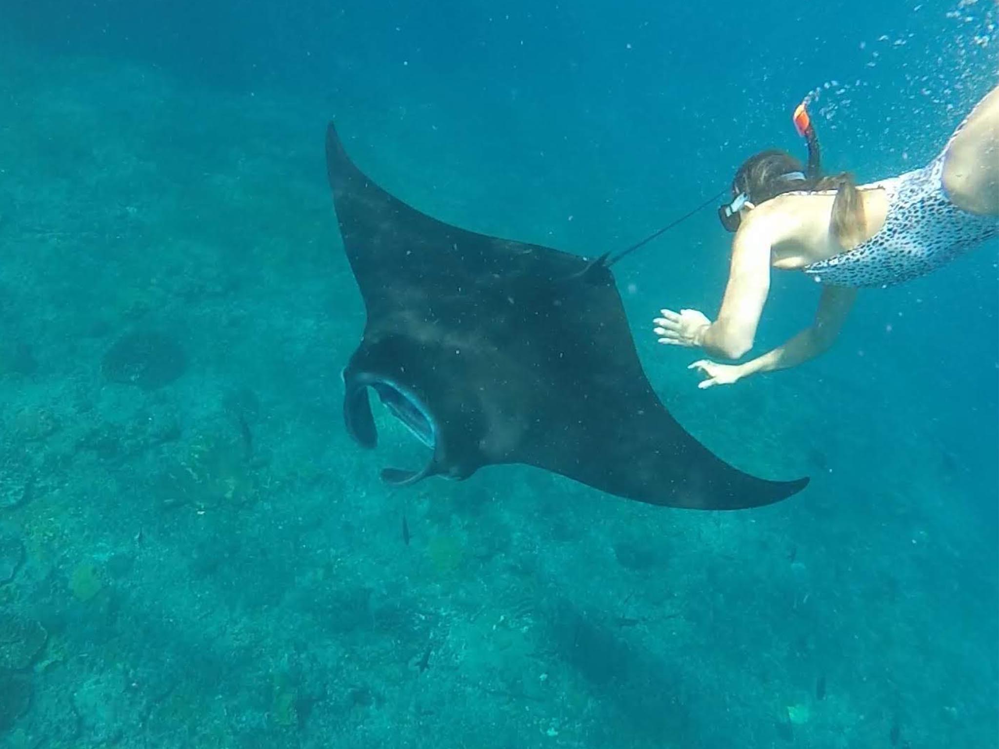 4 Spots Snorkeling Tour with Manta Rays in Nusa Penida