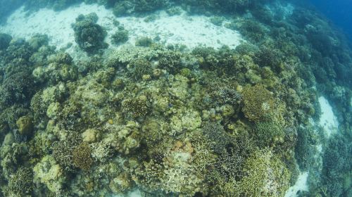 Moalboal Sardine Run