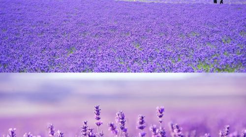 Biei, Hokkaido 1-Day Tour: Shirogane Blue Pond, Shikisai-no-Oka & Farm Tomita from Sapporo