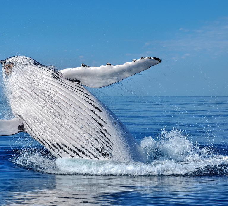 Whale Watching Cruise from Busselton, Augusta or Dunsborough