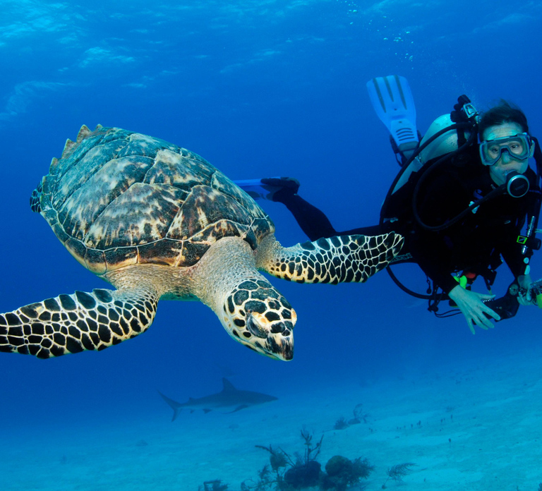 From Dubai: Fujairah Scuba Dive and Snorkeling