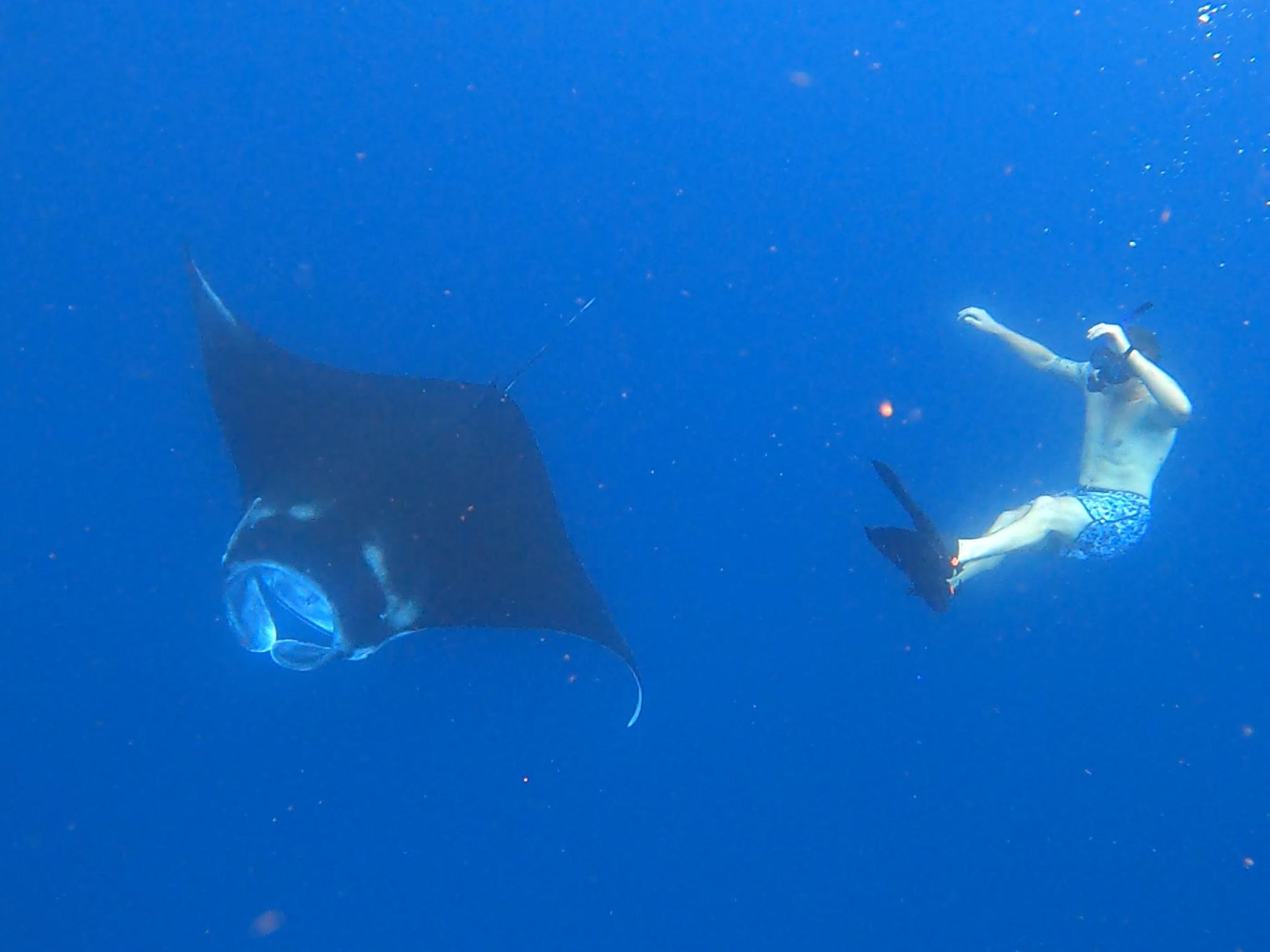 4 Spots Snorkeling Tour with Manta Rays in Nusa Penida