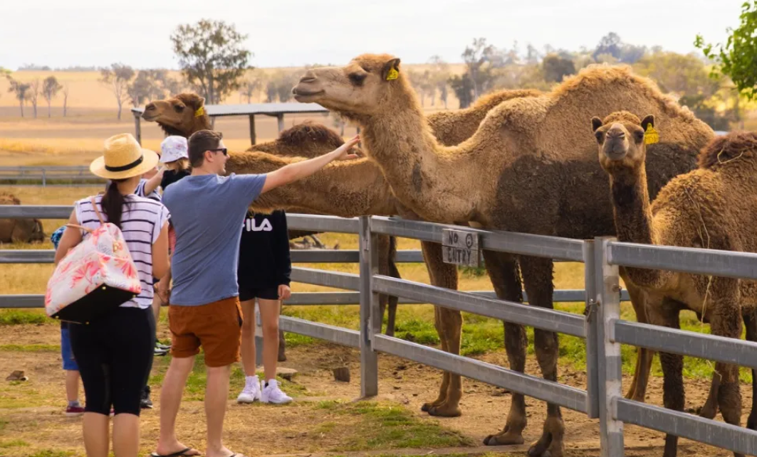 Summer Land Camel Farm Tour with Grazing Platter