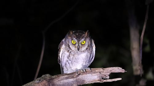 Okinawa Ishigaki Island Night Starry sky and Jungle night tour Day Tours
