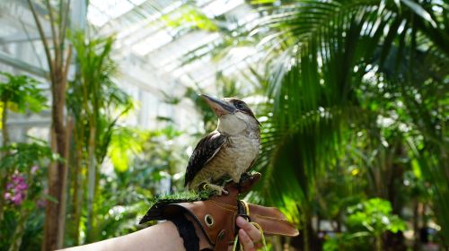Gyeonggi-do, South Korea|Gapyeong Begonia Bird Garden X Nami Island Day Tours