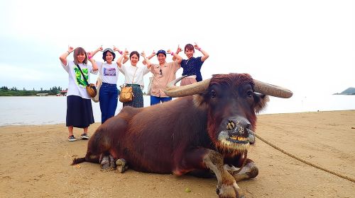 Okinawa Iriomote SUP or Canoe and Sightseeing in Yubujima Island