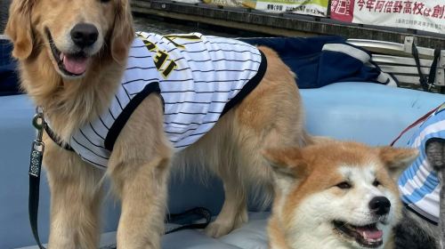 Osaka: Small Group Dotonbori River Cruise Day Tours