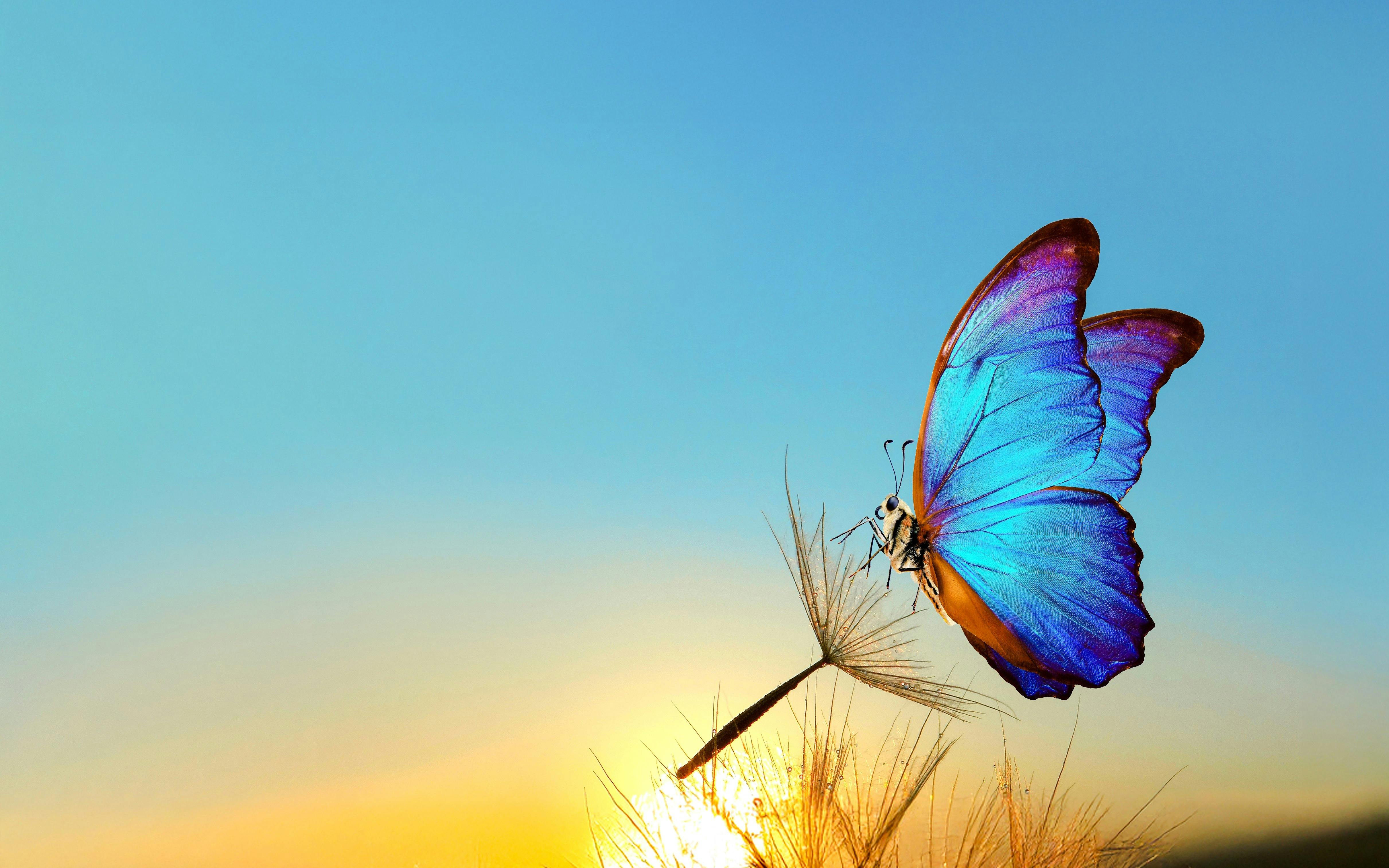 Headout Exclusive: The Butterfly Gardens Abu Dhabi Tickets