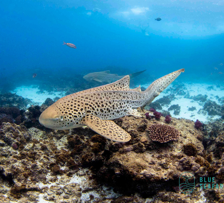 Gold Coast: Snorkel with Turtles