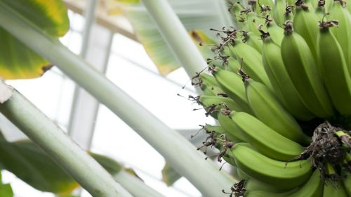 Hortus Botanicus Leiden: Skip The Line Ticket Adult